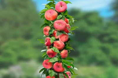 növényi faiskola anyaga oszlopos gyümölcsfák